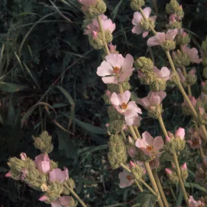 Malacothamnus fasciculatus, mallow