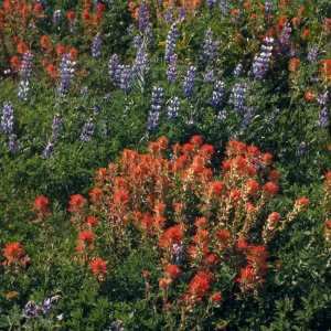 Castilleja (Indian Paintbrush), Lupinus (Lupine)