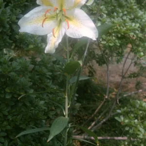 Lilium longiflorum