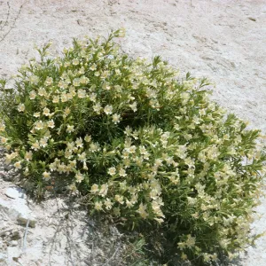 Mohavea confertiflora in flower