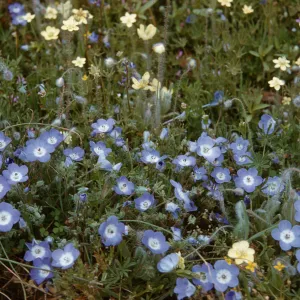 Nemophila menziesii, Platystemon californicus