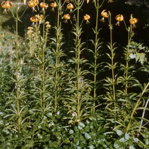 Lilium wigginsii 
