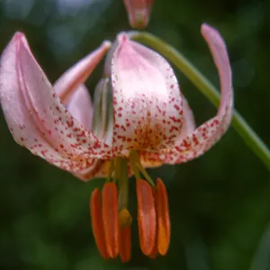 Lilium kelloggii