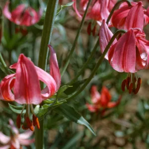 Lilium kelloggii, hybrid