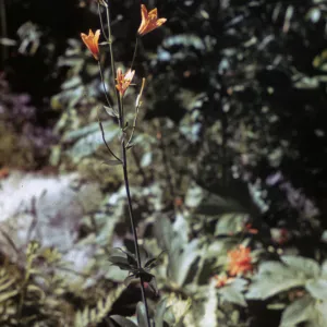 Lilium parvum, california
