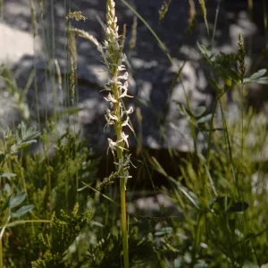 Orchidaceae Habenaria. Rein orchid