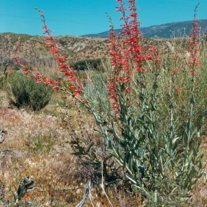 Penstemon centranthifolius