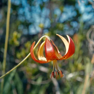 Lilium pardalinum, Grass Valley