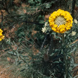 Erysimum, wall flowers
