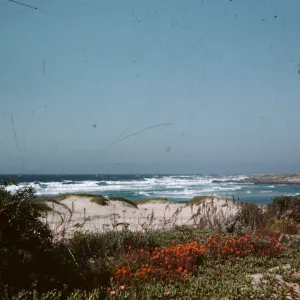 Castilleja latifolia