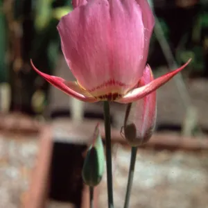 Calochortus greenei