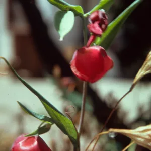 Calochortus albus var. rubellus