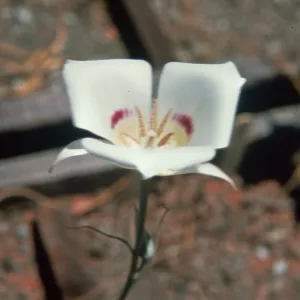Calochortus macrocarpus var. macrocarpus