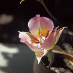 Calochortus persistens