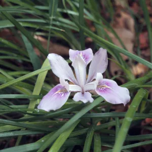 Pacific hybrid, Carole Cabeen, from R. Richards