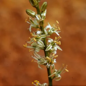 Chlorogalum angustifolium, Josephine County, Oregon