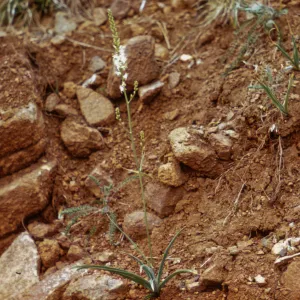 Chlorogalum angustifolium, Josephine County, Oregon