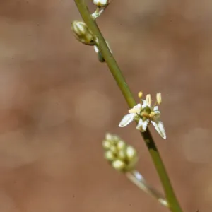 Chlorogalum parviflorum, Josephine County, Oregon
