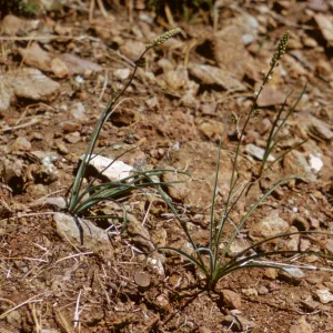 Chlorogalum parviflorum, Josephine County, Oregon