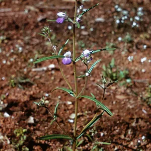 Collinsia rattanii, Josephine County, Oregon