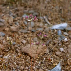 Allium siskiyouense, Josephine County, Oregon