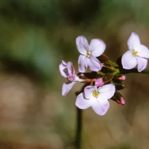 Arabis divaricarpa var. interposita, Josephine County, Oregon