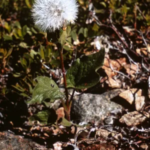 Arnica chamissonis ssp. foliosa, Josephine County, Oregon