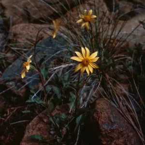 Arnica chamissonis ssp. foliosa, Josephine County, Oregon