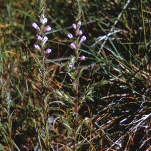 Cordylanthus viscidus, Josephine County, Oregon