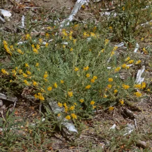 Corydalis aurea, Yukon Territory