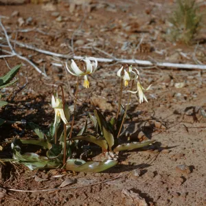 Erythronium citrinum, Fawnlily, Curry County, Oregon