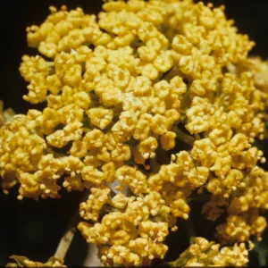 Lomatium tracyi, Jackson County, Oregon