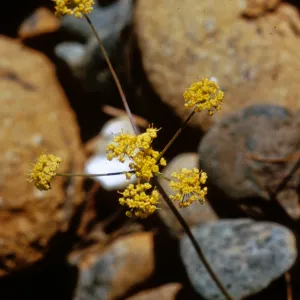 Lomatium triternatum, Josephine County, Oregon