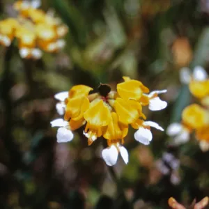 Lotus pinnatus, Josephine County, Oregon