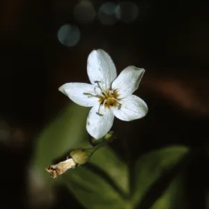 Montia cordifolia, Josephine County, Oregon