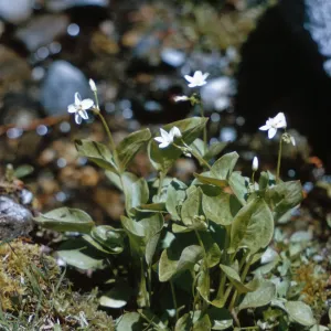 Montia cordifolia, Josephine County, Oregon