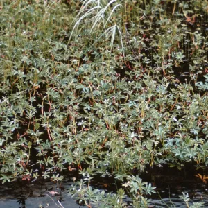 Potentilla palustris, Alaska
