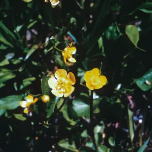 Ranunculus populago, Josephine County, Oregon