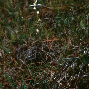 Schoenolirion bracteosum, Josephine County, Oregon