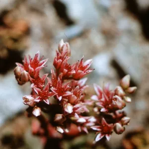 Sedum laxum ssp. heckneri, Humbolt County, California