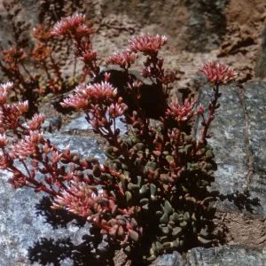 Sedum laxum ssp. heckneri, Humbolt County, California