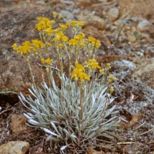 Senecio canus s. howellii, Josephine County, Oregon