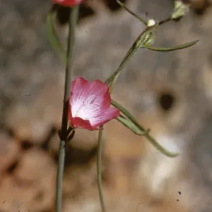 Sidalcea robusta s. asprella, Josephine County, Oregon