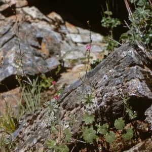Sidalcea robusta s. asprella, Josephine County, Oregon