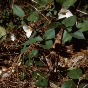 Trillium rivale, Curry County, Oregon