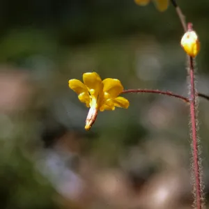 Vancouveria chrysantha, Josephine County, Oregon