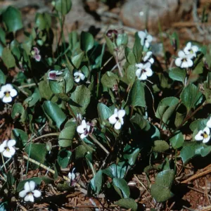 Viola cuneata, Josephine County, Oregon