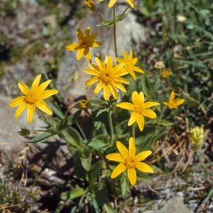 Arnica diversifolia, Wallowa County, Oregon