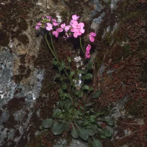Arabis modesta, cruciforme, Rogue River Canyon