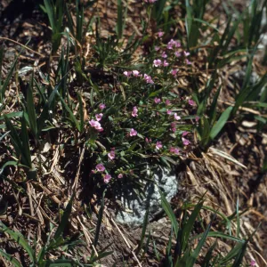 Arabis microphylla, Wallowa County, Oregon